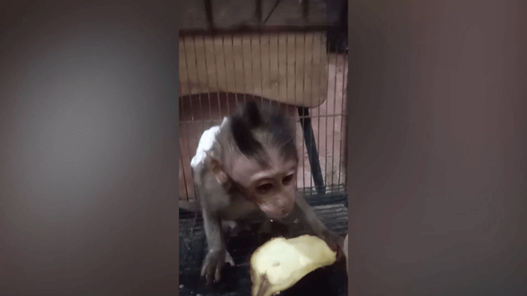 Monkey offered for sale Bali wildlife trafficking market PETA Asia investigation