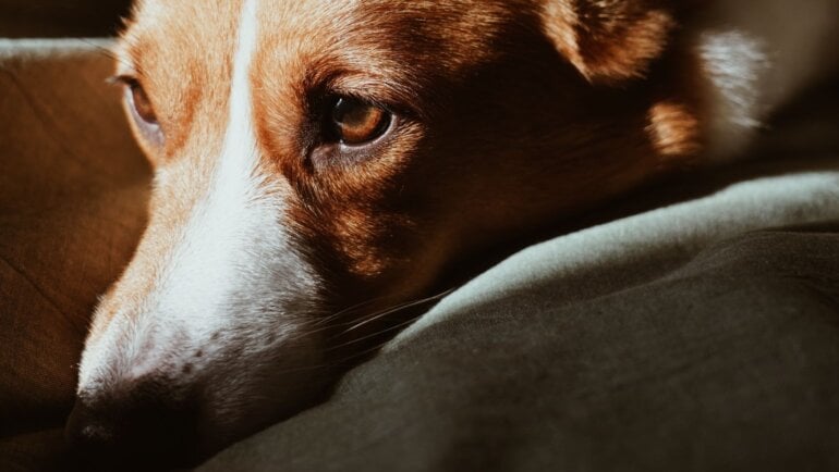 Sad Corgi Royalty Free
