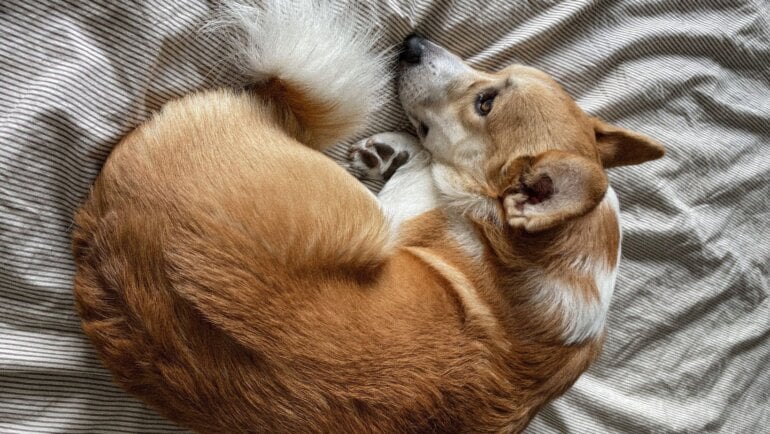 Sad Corgi Royalty Free 1