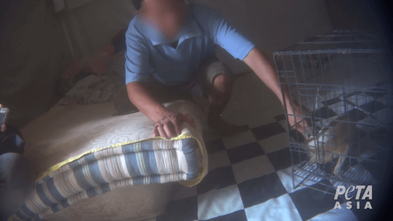 Slow loris 3 Bali wildlife trafficking market PETA Asia investigation