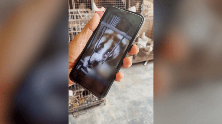 Vendor offering slow loris Bali wildlife trafficking market PETA Asia investigation