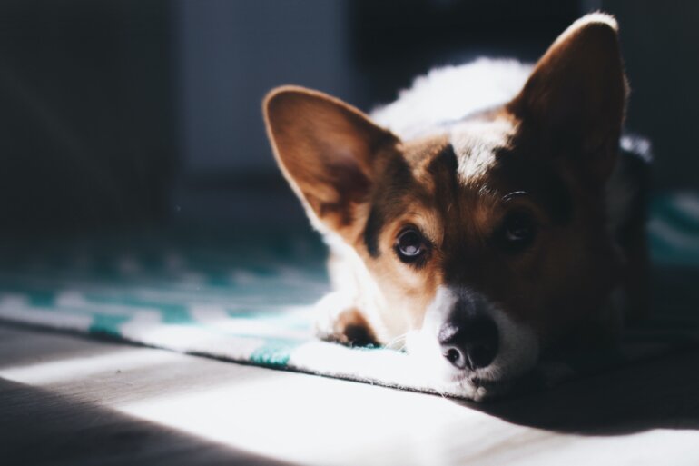 corgi1 unsplash