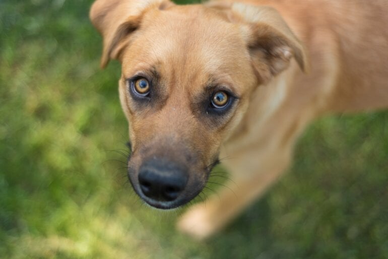 mutt shelter unsplash