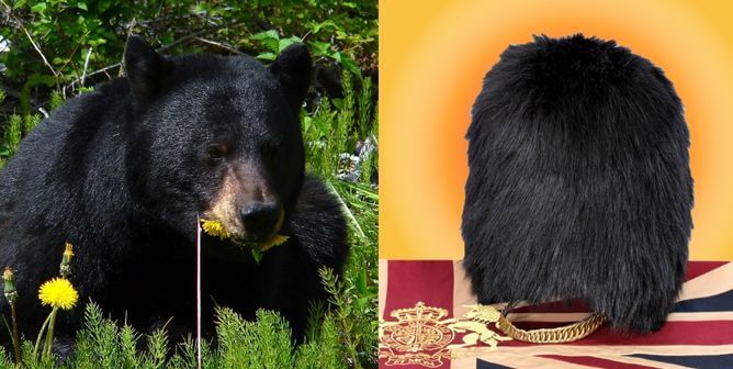 podcast 253 bearskin caps feature