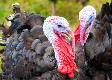8 Quotes From ‘Consider the Turkey’ That Could Change Your Christmas Plans