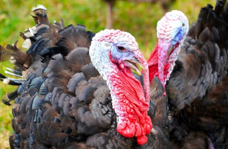 two turkeys green background