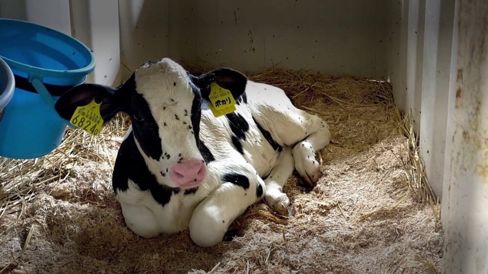 Research Centre Exposed for Burning Calves and Kicking Cows PETA UK