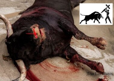 Urge Pope Francis to Condemn Bull Torture