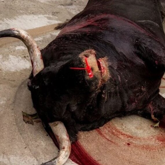 Urge Pope Francis to Condemn Bull Torture