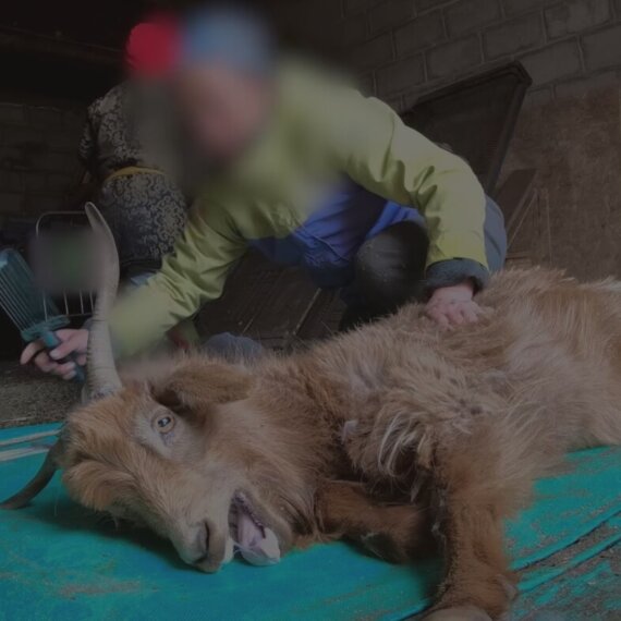 The Cruel Cashmere Industry