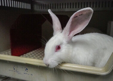 European Commission Backs Phase-Out of Animal Use in Experiments and Chemicals Tests but Ignores Citizens on Cosmetics