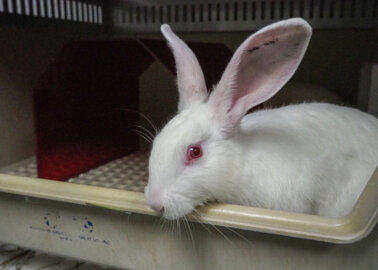 European Commission Backs Phase-Out of Animal Use in Experiments and Chemicals Tests but Ignores Citizens on Cosmetics