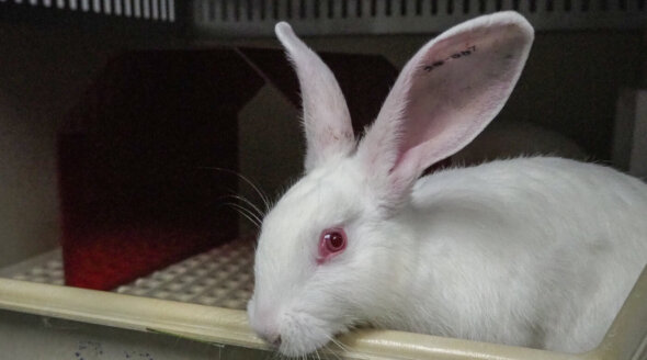 Ask Your MP to Speak Up for Animals in Laboratories!
