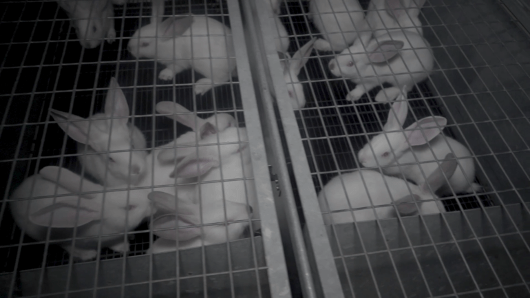lapins cages sol grillage cosmetic testing on animals