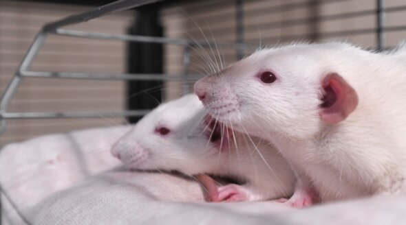 University College London: Stop Sepsis Experiments on Rodents!