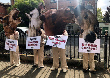 Egyptian Embassy Protest Calls For an End to Horse and Camel Rides