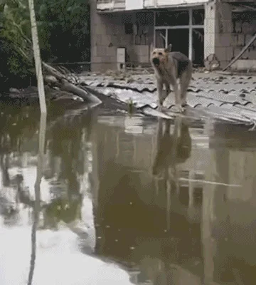 EVE 2023 07 Ukraine flood dog rescue gif EMA Lg PO afina