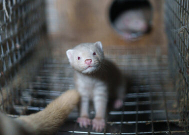 New Bird Flu Mutation in Finnish Minks Prompts PETA to Call For Shutdown of Fur Farms