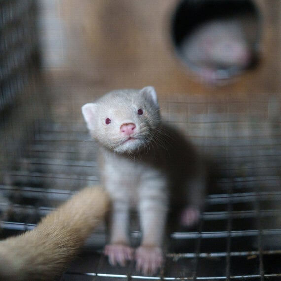 Urge Your MP to Support a #FurFreeBritain