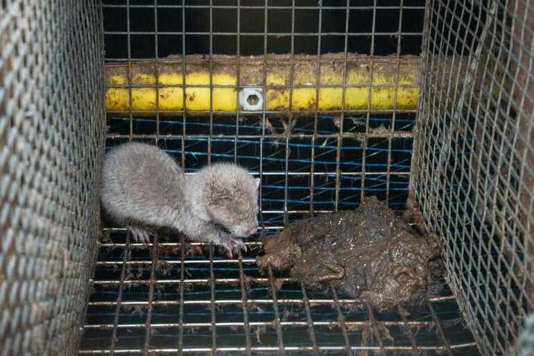 Finland Mink Farm 2023 WeAnimals Must Credit 2