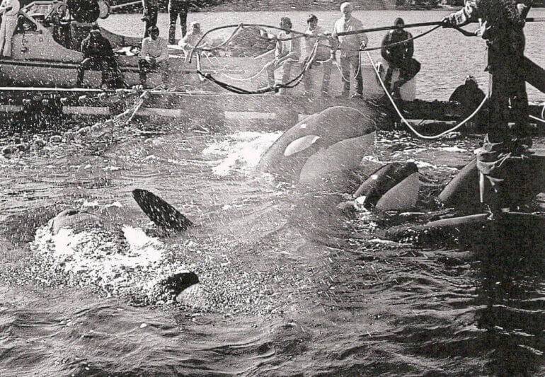 Lolita and Family Being Captured 1024x709 credit required