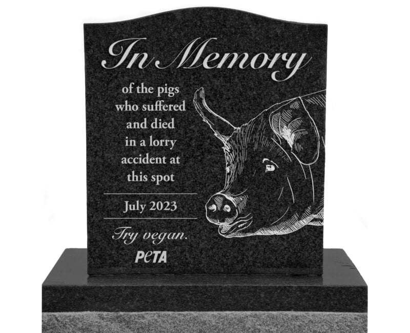 Pig Memorial Tombstone SpainJuly2023 ENG300