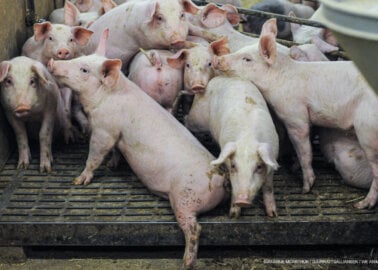 Help Stop Pig and Chicken Mega-Farm Plans in Norfolk