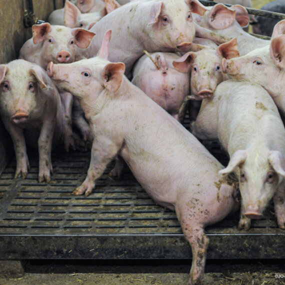 Help Stop Pig and Chicken Mega-Farm Plans in Norfolk