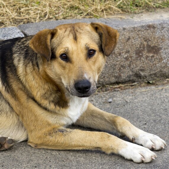 Dogs and Cats Are Set on Fire, Shot, and Poisoned in Morocco – Take Action Now