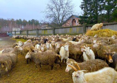 PETA Entities Are in Ukraine, Moving Mountains to get to Animals in Need