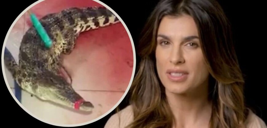 Canalis exotic skins video Will This Video Narrated by Italian Superstar Elisabetta Canalis Change Your Mind About Exotic Skins?