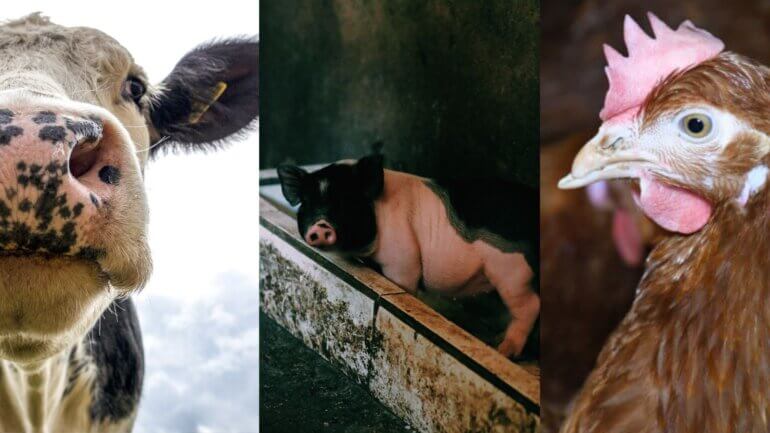 Cow chicken pig