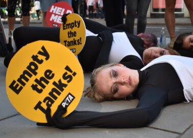 Jet2’s Annual Meeting Flooded With Protesting Orcas