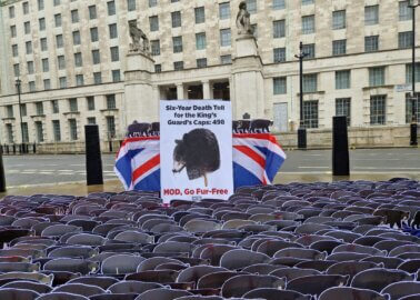 498 Symbolic ‘Bears’ Demand Fur-Free King’s Guard Caps