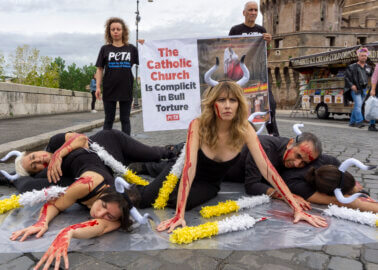 PETA Urges the Pope to Cut the Catholic Church’s Shameful Ties With Bullfighting