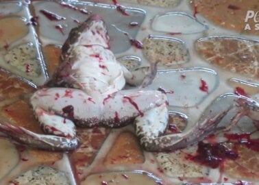 Inside the Frog-Legs Industry: Animals Decapitated and Suffocated