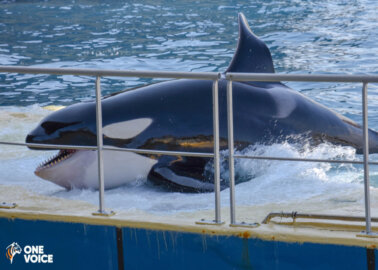 Orca Moana Dies at Marine Park in France