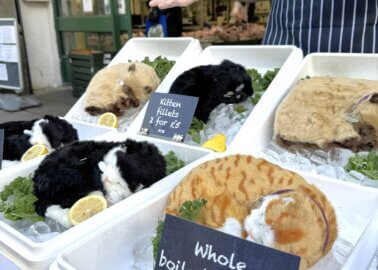 Cardiff ‘Catmonger’ Challenges Speciesism on World Vegan Day