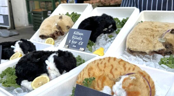 Cardiff ‘Catmonger’ Challenges Speciesism on World Vegan Day
