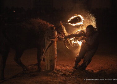 Activist Video Shows Burning Bull at ‘Fire Bull’ Festival (Toro Júbilo)