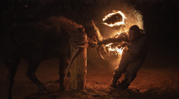 Activist Video Shows Burning Bull at ‘Fire Bull’ Festival (Toro Júbilo)