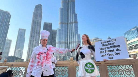 PETA ‘Cow’ and ‘Butcher’ Arrested at COP28 Over Warning to Flesh Peddlers Infiltrating Conference