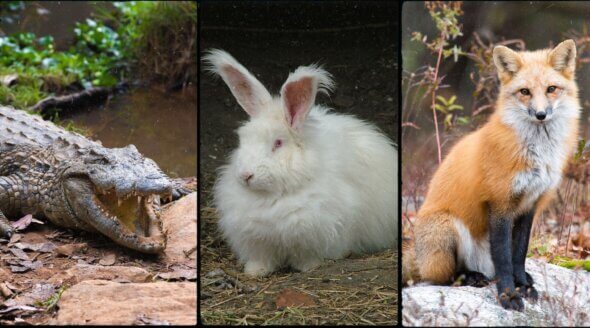 Good News! Isabel Marant Confirms Ban on Angora, Fur, and Exotic Skins Following Talks With PETA France