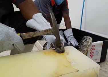 Tate Modern Linked to Horrific Exotic-Skins Industry