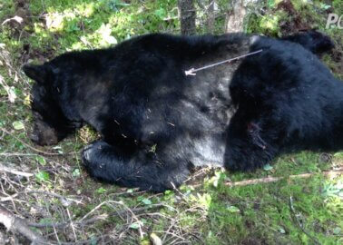 Bears Shot With Crossbows: Ministry of Defence’s Ties to Cruel Slaughter