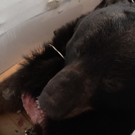 Urge the New Government to Take Action for Animals!