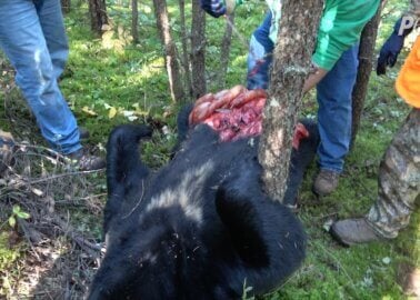 Bears Shot With Crossbows: Ministry of Defence’s Ties to Cruel Slaughter