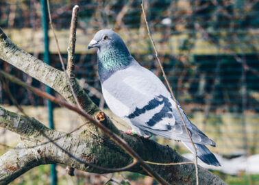 PETA Rehomes Pigeons From King Charles’ Sandringham Loft