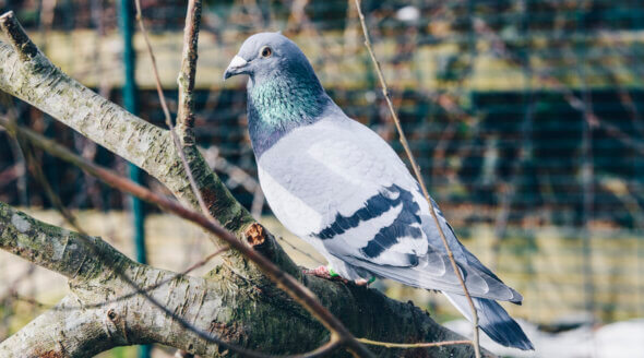 PETA Rehomes Pigeons From King Charles’ Sandringham Loft