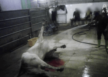 Live-Export Industry Sees Animals Thrashing and Bleeding on Abattoir Floor